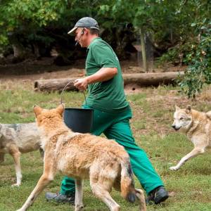 Wildpark_original