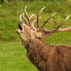 csm_Wildparadies_Tiere_Rotwild_Hirschbrunft_d53aff1b2b_original