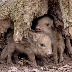csm_Wildparadies_Tiere_Wildschweine_462038efba_original